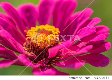 #Dahlia ♯ flower ♯ tenjiku button ♯ macro photography ♯ pink ♯ pink dahlia ♯ pink dahlia ♯ pink #Dahlia ♯ flower ♯ tenjiku button ♯ macro photography ♯ pink ♯ pink dahlia ♯ pink dahlia ♯ pink 93770115