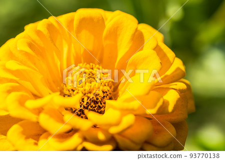 # Dahlia ♯ flower ♯ tenjikubotan ♯ macro photography ♯ yellow ♯ yellow dahlia ♯ yellow dahlia # Dahlia ♯ flower ♯ tenjikubotan ♯ macro photography ♯ yellow ♯ yellow dahlia ♯ yellow dahlia 93770138