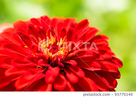 #Dahlia ♯ Flower ♯ Tenjiku Button ♯ Macro Shooting ♯ Red ♯ Red Dahlia ♯ Red Dahlia 93770140