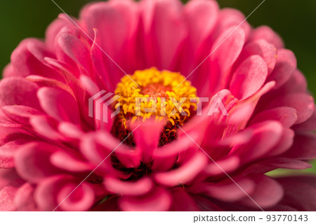 #Dahlia ♯ flower ♯ tenjiku button ♯ macro photography ♯ pink ♯ pink dahlia ♯ pink dahlia ♯ pink 93770143