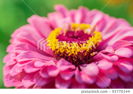 #Dahlia ♯ flower ♯ tenjiku button ♯ macro photography ♯ pink ♯ pink dahlia ♯ pink dahlia ♯ pink 93770144