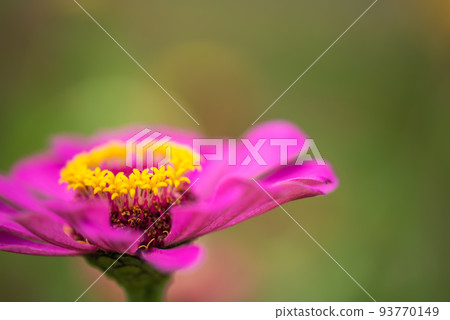 #Dahlia ♯ flower ♯ tenjiku button ♯ macro photography ♯ pink ♯ pink dahlia ♯ pink dahlia ♯ pink 93770149