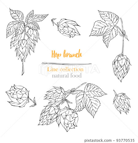 Set of botany hand drawn sketch hop isolated on white background. Line drawing. Herbal frame. Natural food collection. 93770535