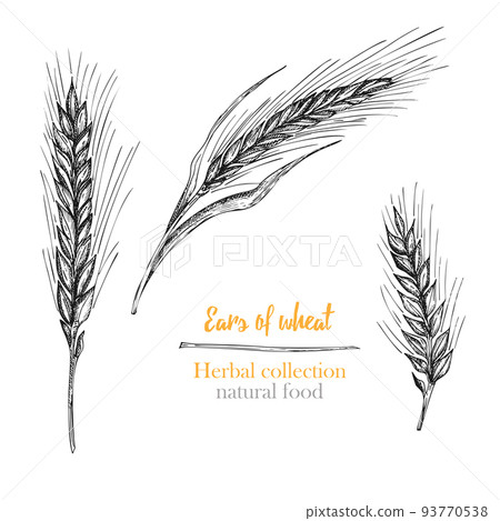 Set botany hand drawn sketch Ears of wheat isolated on white background. Engraving style. Herbal frame. Natural food collection. Vintage vector illustration. 93770538