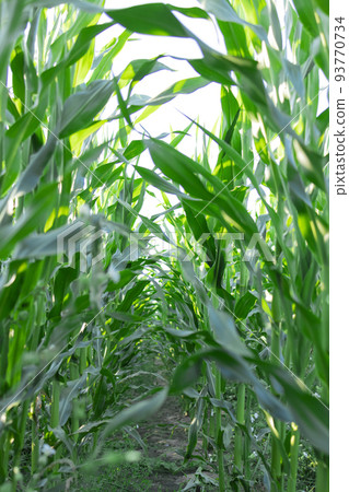The agricultural land of a green corn farm with a perfect sky. Location place of Ukrainian agricultural region, Europe. Cultivated fields. Photo wallpaper. Minimalistic landscape. Beauty of earth. The agricultural land of a green corn farm with a perfect sky. Location place of Ukrainian agricultural region, Europe. Cultivated fields. Photo wallpaper. Minimalistic landscape. Beauty of earth. 93770734