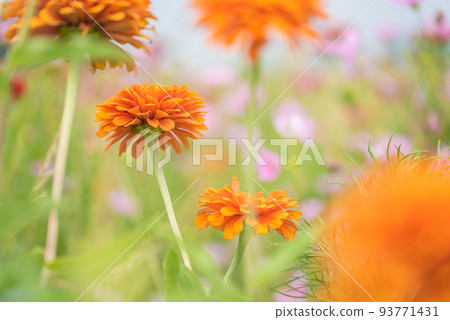 #Dahlia ♯ flower ♯ tenjikubotan ♯ flower garden ♯ dahlia flower garden 93771431