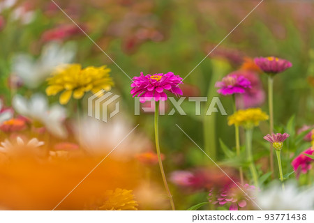 #Dahlia ♯ flower ♯ tenjikubotan ♯ flower garden ♯ dahlia flower garden 93771438