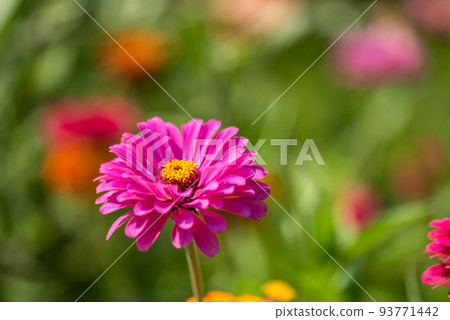 #Dahlia ♯ flower ♯ tenjikubotan ♯ flower garden ♯ dahlia flower garden #Dahlia ♯ flower ♯ tenjikubotan ♯ flower garden ♯ dahlia flower garden 93771442