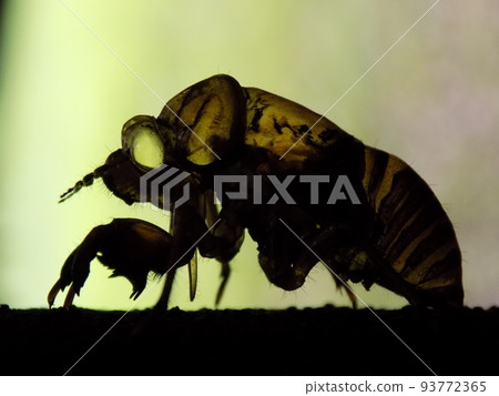Cicadian shell 93772365