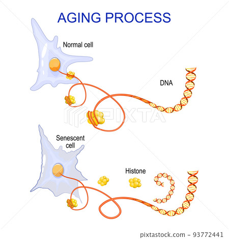 aging process into cells. chromatin, DNA and... - Stock Illustration  [93772441] - PIXTA