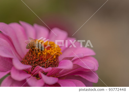 #Dahlia ♯ flower ♯ tenjikubotan ♯ honey bee ♯ honey bee ♯ pink dahlia #Dahlia ♯ flower ♯ tenjikubotan ♯ honey bee ♯ honey bee ♯ pink dahlia 93772448