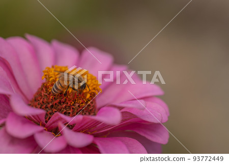 #Dahlia ♯ flower ♯ tenjikubotan ♯ honey bee ♯ honey bee ♯ pink dahlia #Dahlia ♯ flower ♯ tenjikubotan ♯ honey bee ♯ honey bee ♯ pink dahlia 93772449