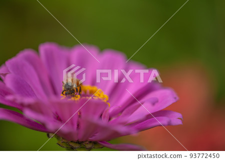 #Dahlia ♯ flower ♯ tenjikubotan ♯ honey bee ♯ honey bee ♯ pink dahlia #Dahlia ♯ flower ♯ tenjikubotan ♯ honey bee ♯ honey bee ♯ pink dahlia 93772450