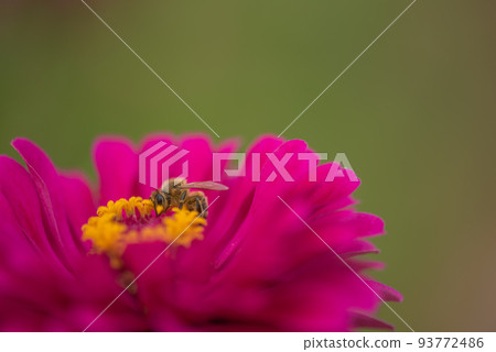 #Dahlia ♯ flower ♯ tenjikubotan ♯ honey bee ♯ honey bee ♯ pink dahlia #Dahlia ♯ flower ♯ tenjikubotan ♯ honey bee ♯ honey bee ♯ pink dahlia 93772486