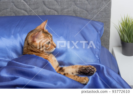 Beautiful Bengal cat lies on the bed. 93772610