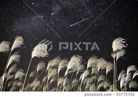 Pampas grass, the Milky Way, and a shooting star 93772792