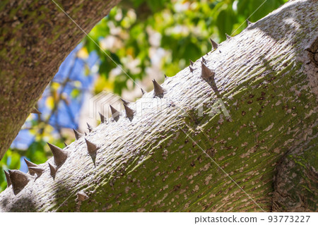 Thorns on the trunk of the Ceiba Chorizia tree 93773227