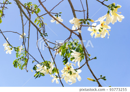A Ceiba Chorizia tree blooming with white flowers against a blue sky 93773255