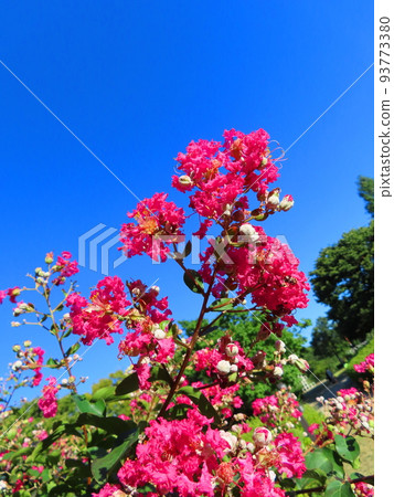 邦戈花 邦戈花 93773380