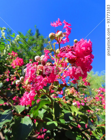 邦戈花 邦戈花 93773383