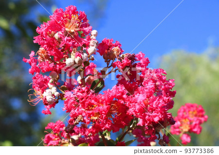 邦戈花 邦戈花 93773386