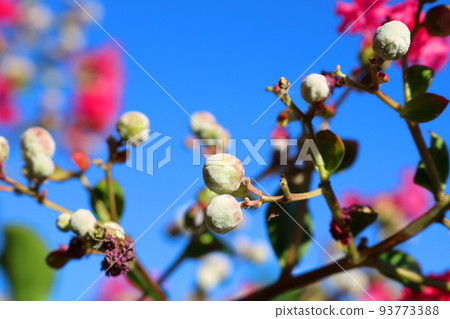 邦戈花 邦戈花 93773388