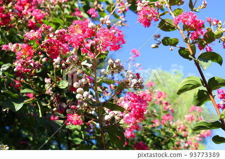 邦戈花 邦戈花 93773389