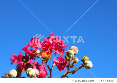 邦戈花 邦戈花 93773390