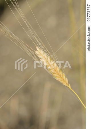 Einkorn wheat Einkorn wheat 93773787