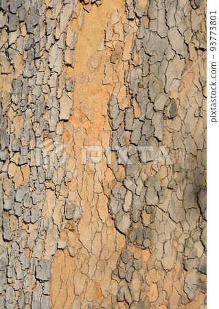 London plane London plane 93773801
