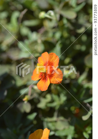 Rock rose Ben Heckla 93773809