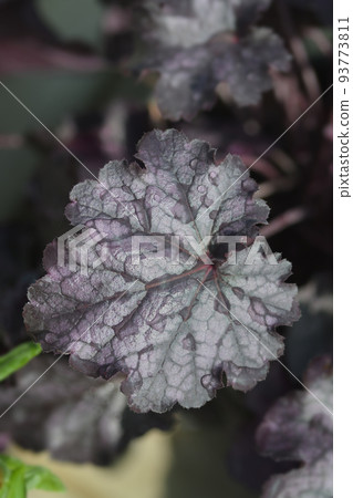 Coral Bells Huckleberry Coral Bells Huckleberry 93773811