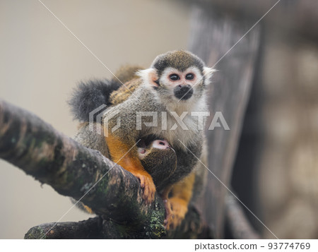 Family of Common squirrel monkeys. Female and baby Saimiri sciureus are perching on tree branch. Family of Common squirrel monkeys. Female and baby Saimiri sciureus are perching on tree branch. 93774769