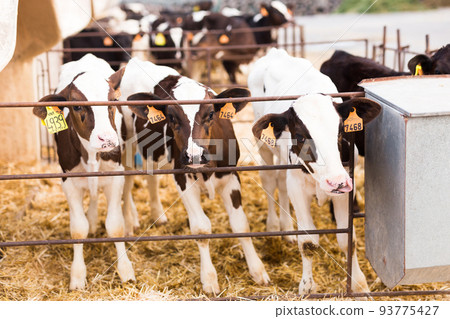 black and white calves in stall on farm 93775427