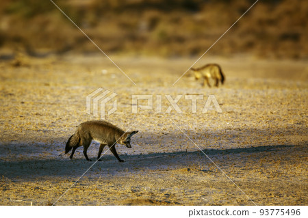 Bat-eared fox in Kgalagadi transfrontier park, South Africa 93775496