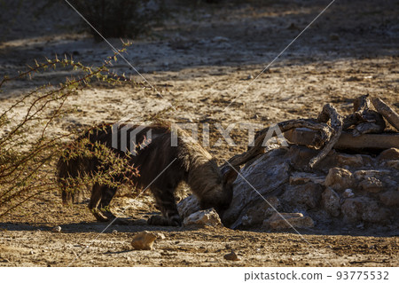 brown hyena in Kgalagadi transfrontier park, South Africa 93775532