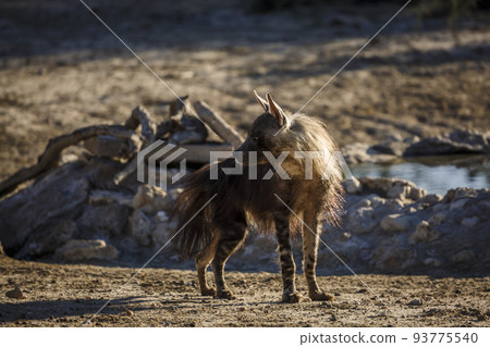 brown hyena in Kgalagadi transfrontier park, South Africa brown hyena in Kgalagadi transfrontier park, South Africa 93775540
