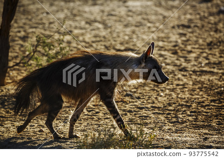 brown hyena in Kgalagadi transfrontier park, South Africa brown hyena in Kgalagadi transfrontier park, South Africa 93775542