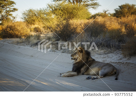 African lion in Kgalagadi transfrontier park, South Africa African lion in Kgalagadi transfrontier park, South Africa 93775552