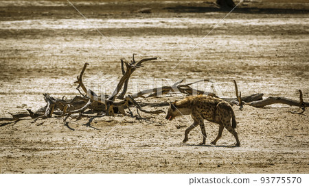 Spotted hyaena in Kgalagadi transfrontier park, South Africa 93775570