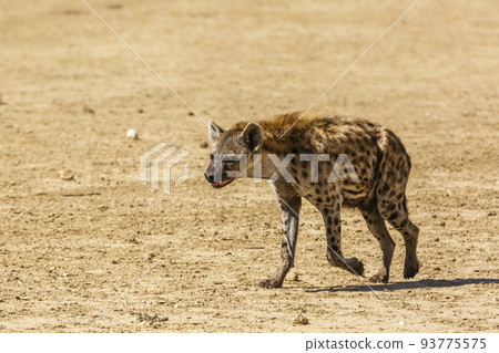 Spotted hyaena in Kgalagadi transfrontier park, South Africa 93775575