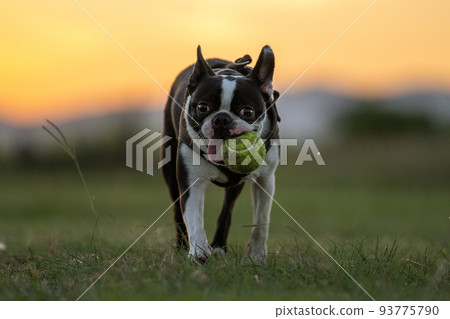 [Sunset] Boston Terrier playing with a ball 93775790