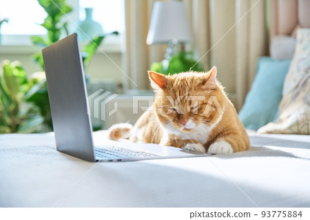 Sleepy ginger cat lying at home on bed with laptop 93775884