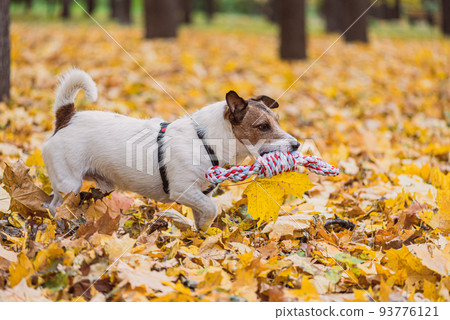 Jack Russell Terrier dog running in Fall park with toy rope for tug-of-war game. Profile view. 93776121