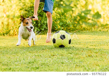 Family with dog playing football (soccer) recreationally at backyard lawn on sunny summer day Family with dog playing football (soccer) recreationally at backyard lawn on sunny summer day 93776122