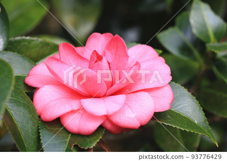 盛開的粉紅色山茶花、海石榴、玉桃、耐冬花、冬橡樹花 盛開的粉紅色山茶花、海石榴、玉桃、耐冬花、冬橡樹花 93776429