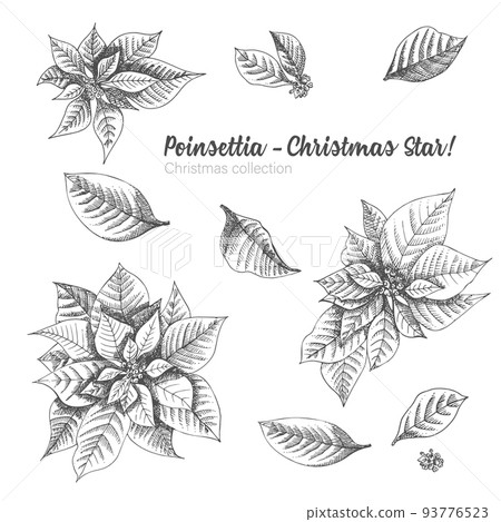 Set of hand drawn sketch Christmas poinsettia flowers. Vintage style. Traditional christmas decoration. For design holiday card, invitation, poster, banner. 93776523