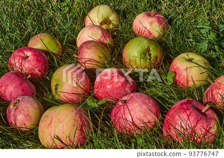 Fallen red apples on the green grass in the garden. 93776747