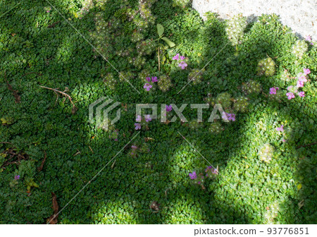 Creeping thyme, thymus praecox blooming in the south of France Creeping thyme, thymus praecox blooming in the south of France 93776851