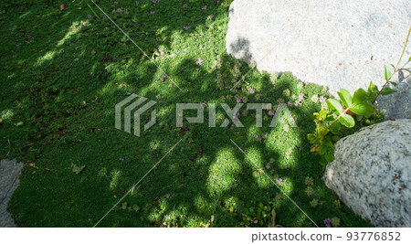 Creeping thyme, thymus praecox blooming in the south of France 93776852
